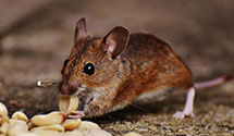 24 Hour & Emergency Exterminators in North Pembroke, MA